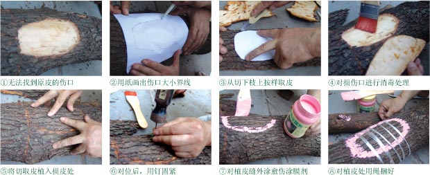国光大树移植养护技术（四、提高大树移植成活率新技术） - zhongyuan_garden - 中远园林的博客